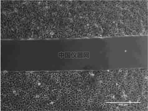 傷口愈合／細胞劃痕實驗新方法－如何劃出筆直均一的劃痕