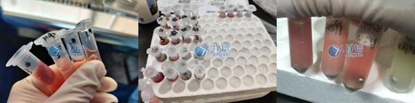 動物組織裝管圖和研磨效果圖